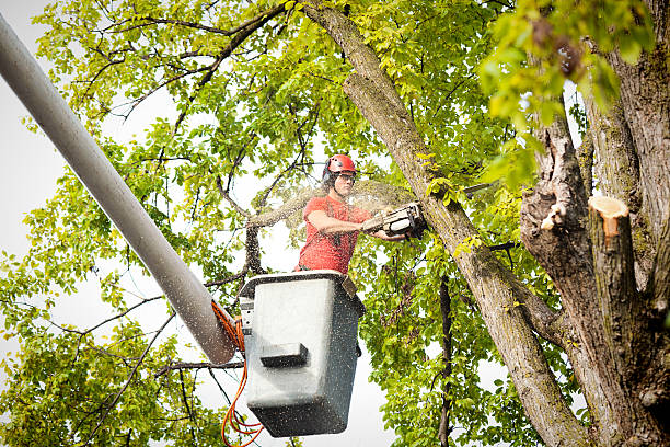 Tree Removal for Businesses in Culpeper, VA